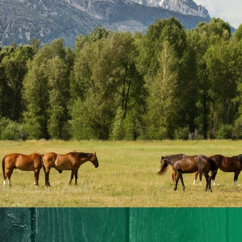 Hvorfor vælge foder uden tilsatte vitaminer og mineraler?