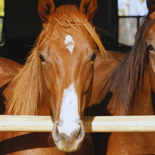 Stivelse til mavesårshesten – hvor meget er for meget?