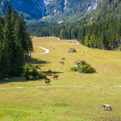 AGROBS Spitzenreiter Magenmüsli – Perfekt til den højtydende og sensitive hest