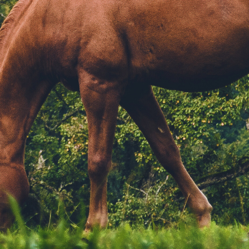 Pleje og vedligeholdelse af folden