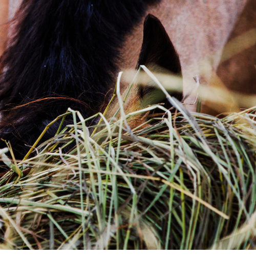 Hvilket proteintilskud er det rette for din hest?