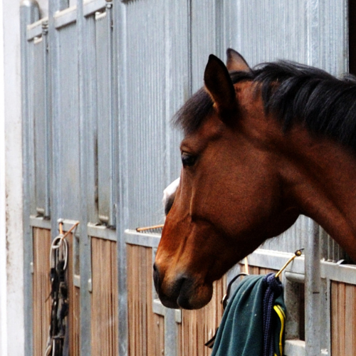 Krybbebidning – hvorfor og hvad kan man gøre?