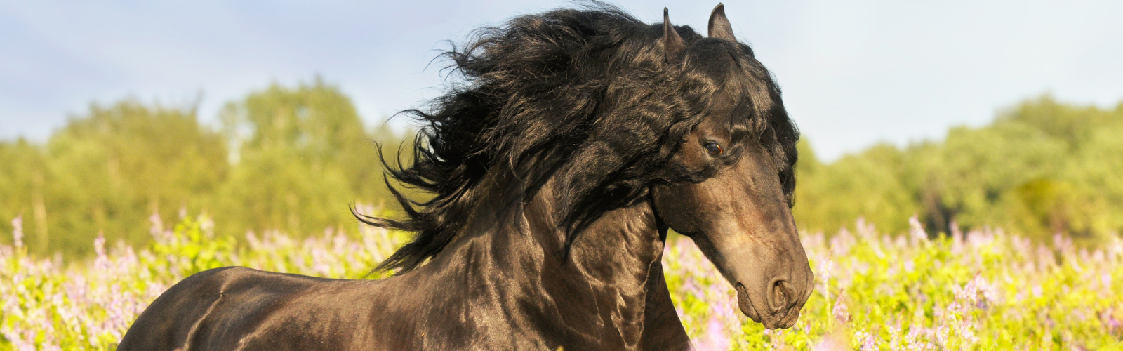 Sund fiberbeskæftigelse til hesten