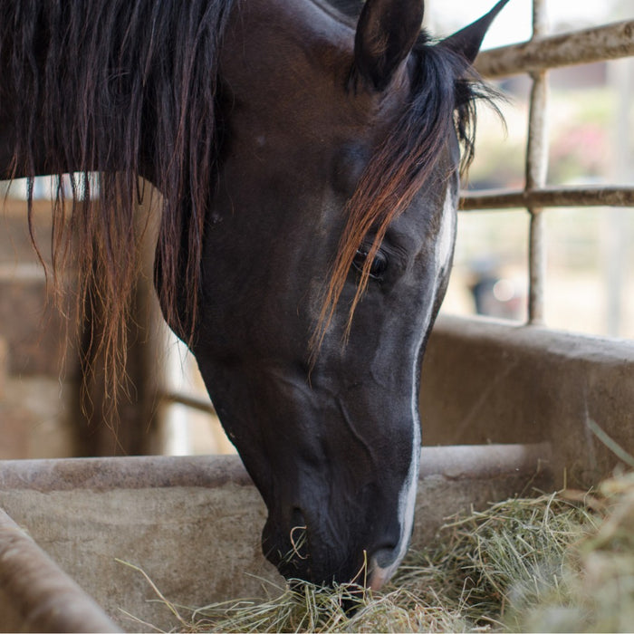 Hjælp, min hest vil ikke spise sit stråfoder