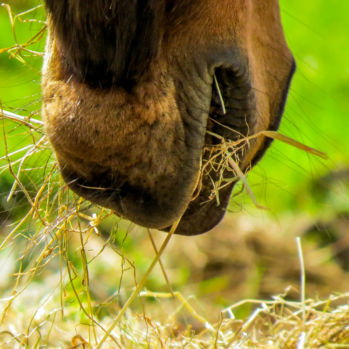 Grovfoderanalysen har aldrig været vigtigere!
