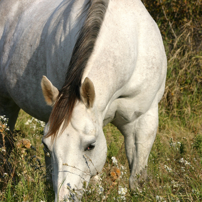 Er det ok, at hesten er lidt overvægtig?