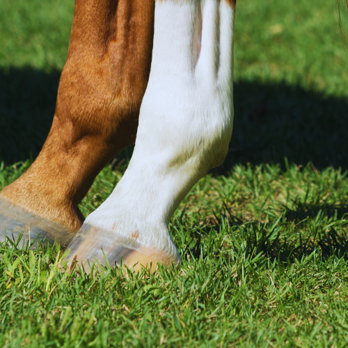 Stærke hove – nøglen til en sund hest