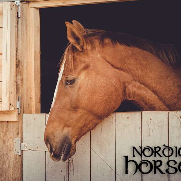 Alt om mavesår hos heste!