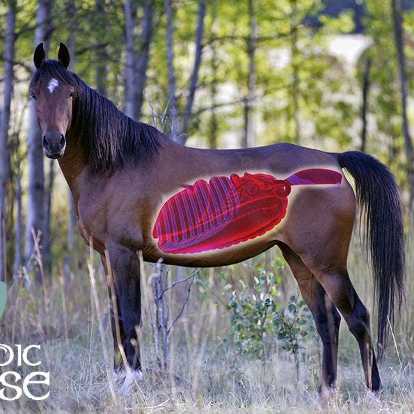 Nordic Gastric Zero er blevet endnu bedre!