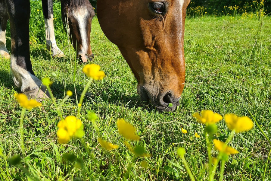 Er der smørblomster på din hests fold?