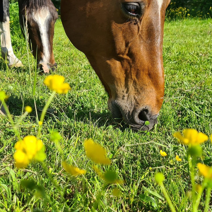 Er der smørblomster på din hests fold?