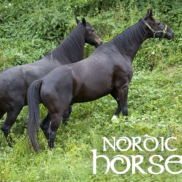 Antioxidanter til heste