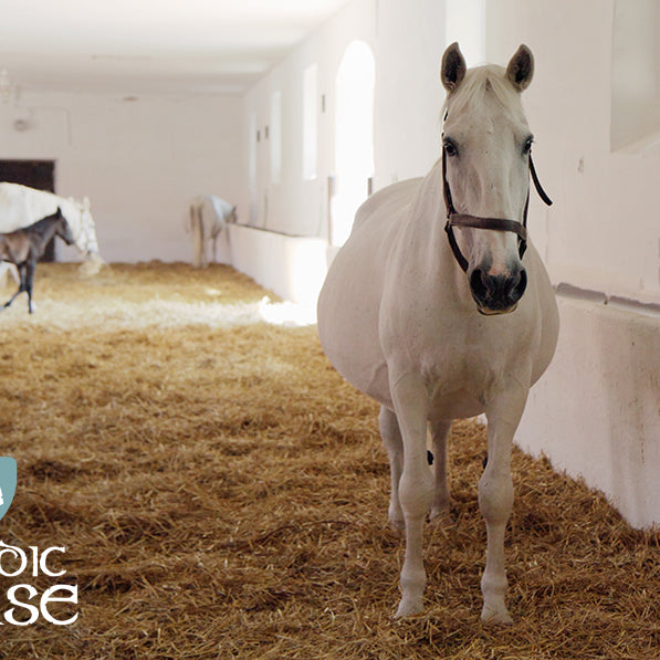 Fodring af avlshopper