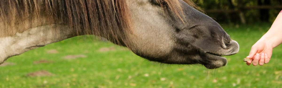 Hvilken godbid passer bedst til din hest?