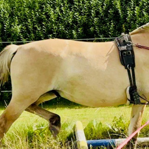 Ambassadør Maria Pejtersen: Fjordhestenes hingstekåring og championater 2025 - del 1