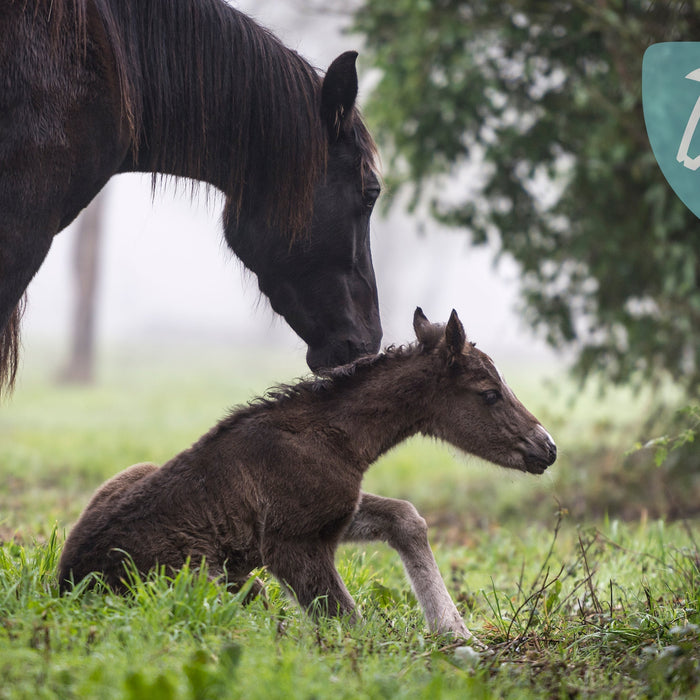 Fodring af drægtige hopper, diegivende hopper og heste i vækst