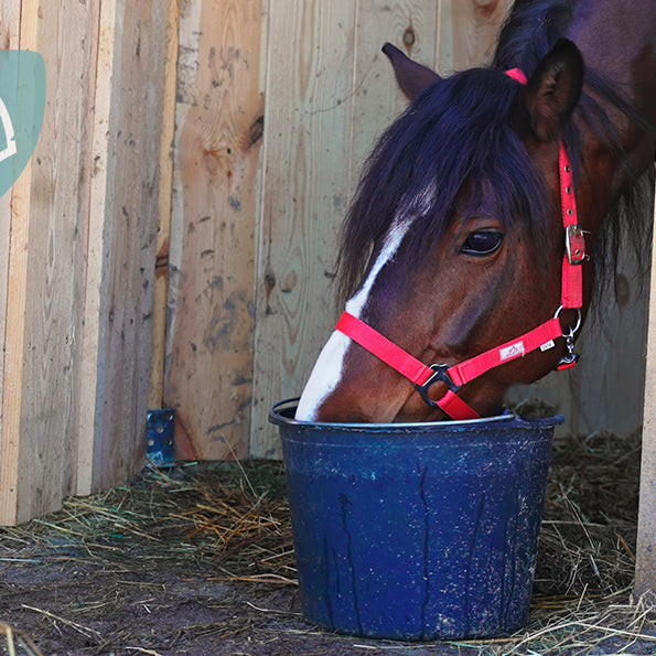 Hjælp min hest dypper sit hø i vand