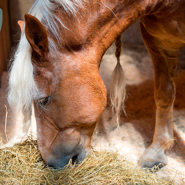 Sådan laver du det bedste foderskifte for din hest