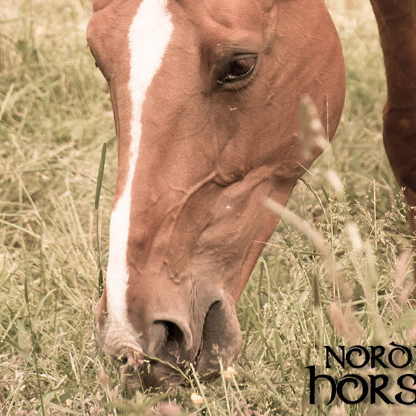 Taber din hest sig på sommerfolden?