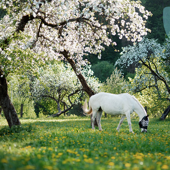 Indgræsning af heste