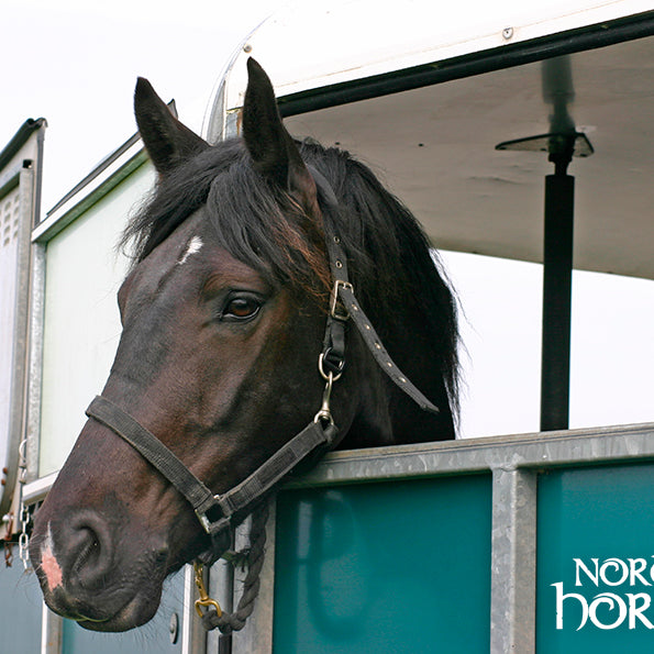 Derfor bør du have fokus på hestens mavesyre