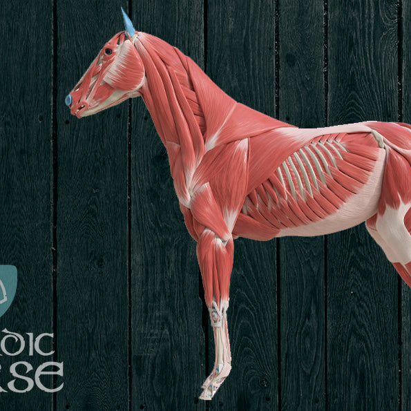 Hjælp, min hest mangler muskler