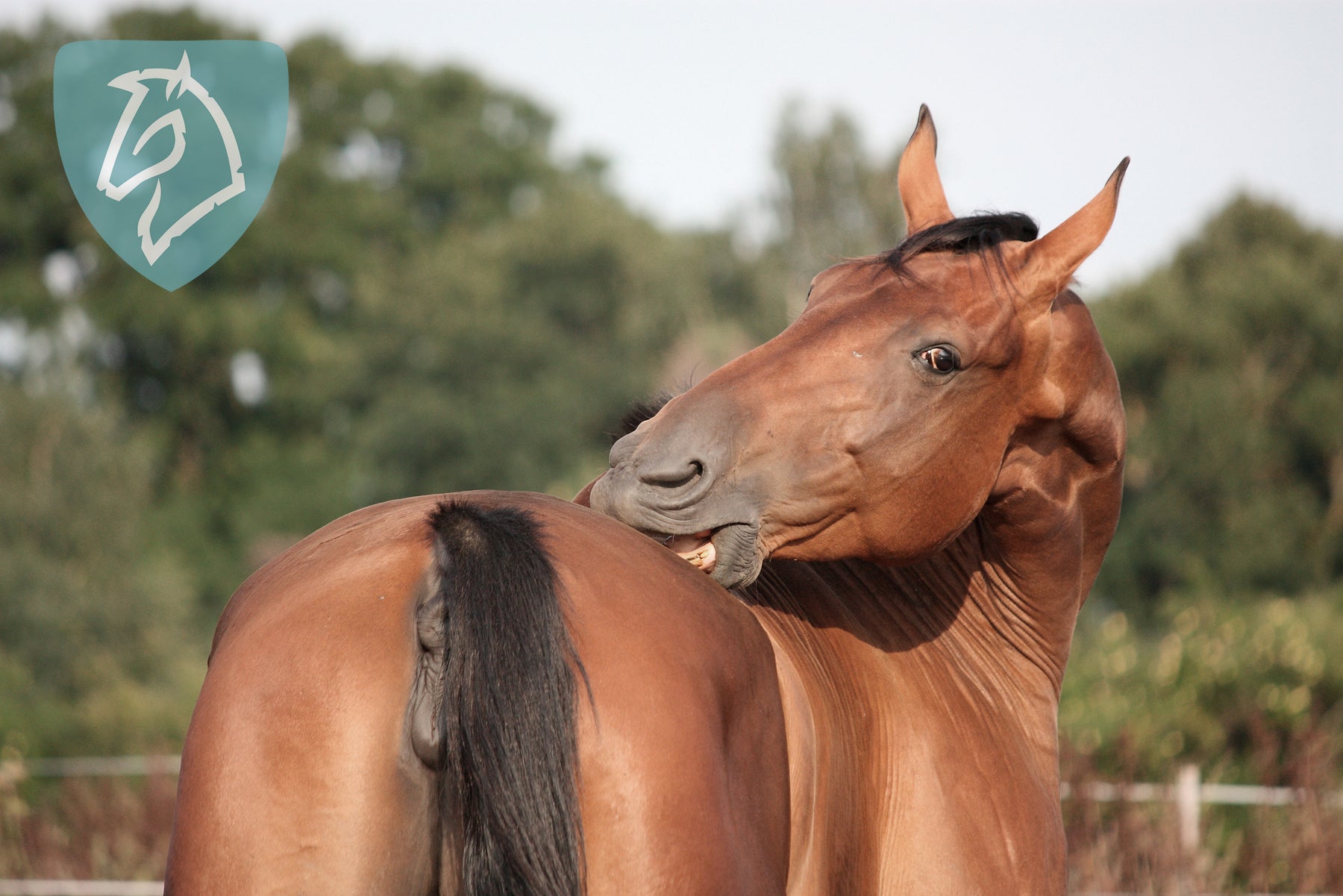 Min hest har skæl, hvad gør jeg?
