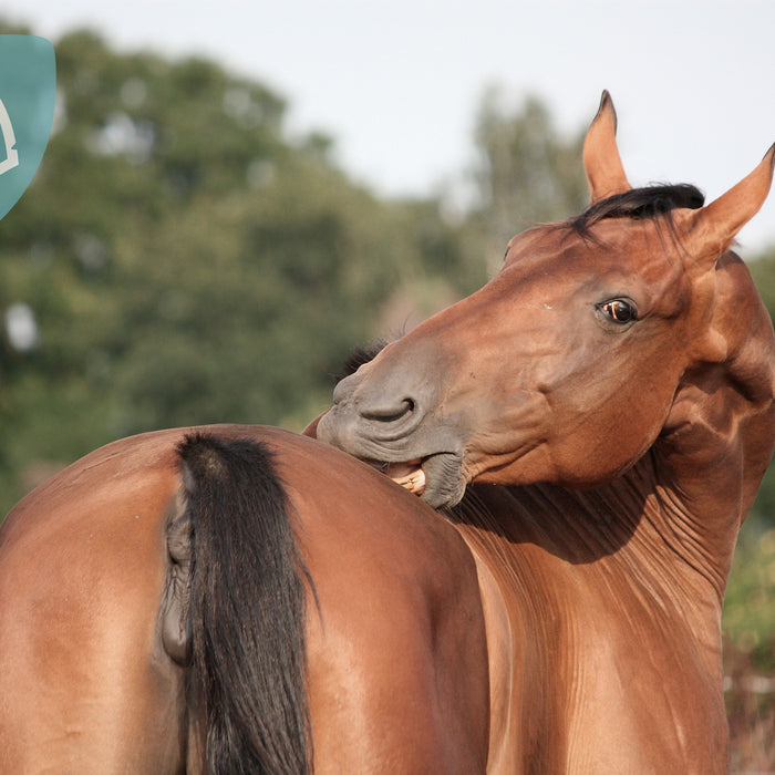 Min hest har skæl, hvad gør jeg?