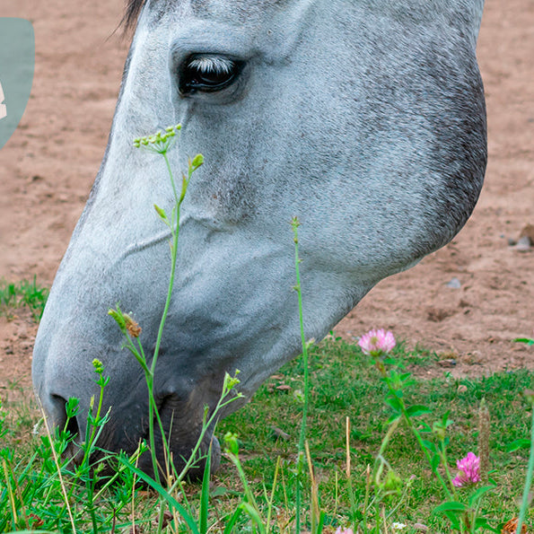 Spiser din hest sand?