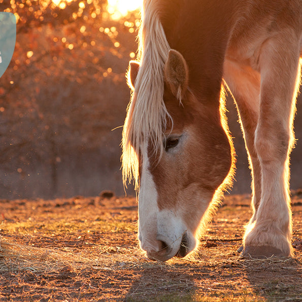 Hestens mavesæk og slimhinderne i hestens fordøjelsessystem