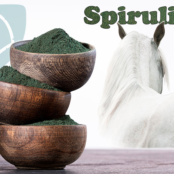 Spirulina til heste