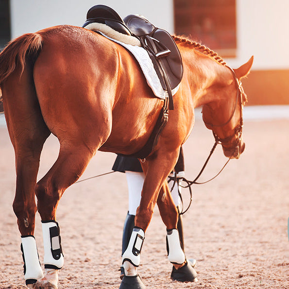 Hestens stævnekit – fodring før, under og efter stævnet