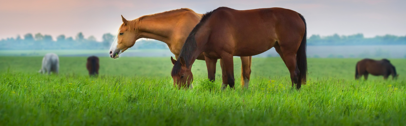 Nordic Strong Clean Balance – når tarmen skal have førstehjælp