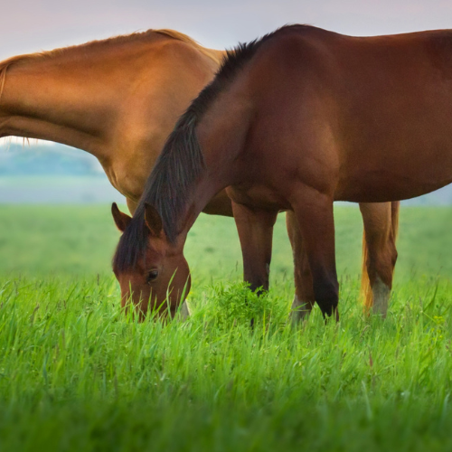 Nordic Strong Clean Balance – når tarmen skal have førstehjælp