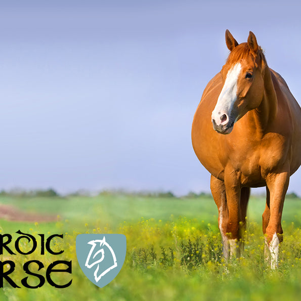 Omega-3 til den drægtige hoppe