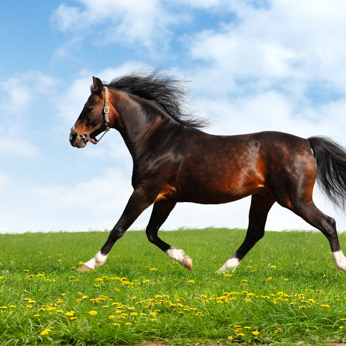 Fodring af hesten i tilridning