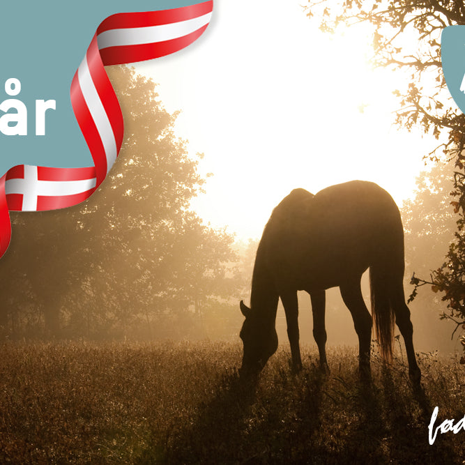 Nordic Horse fylder 4 år!