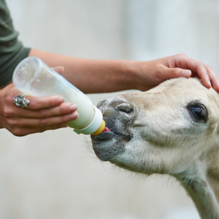 Mælkeerstatning til føl