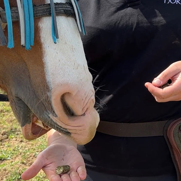 Bruger du også godbidder til din hest?