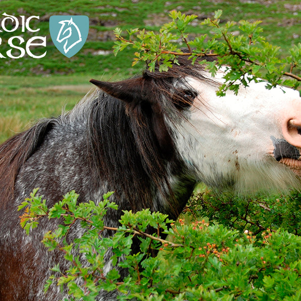Græsning og browsing hos heste