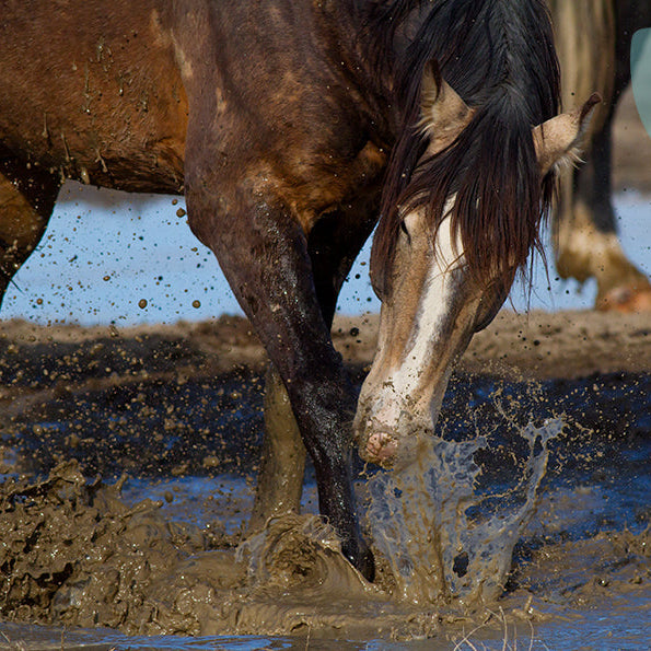 Understøt hud- eller hovproblemer både indefra og udefra