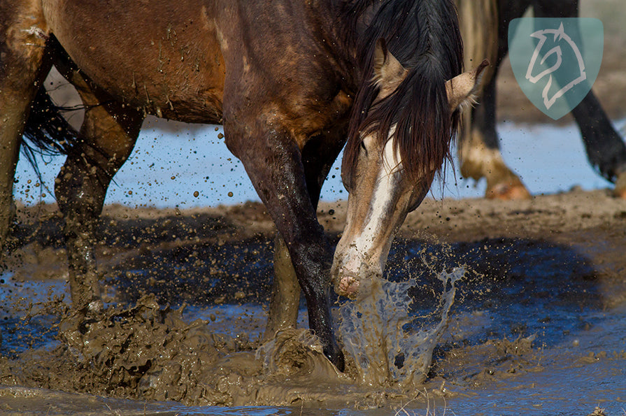 Understøt hud- eller hovproblemer både indefra og udefra