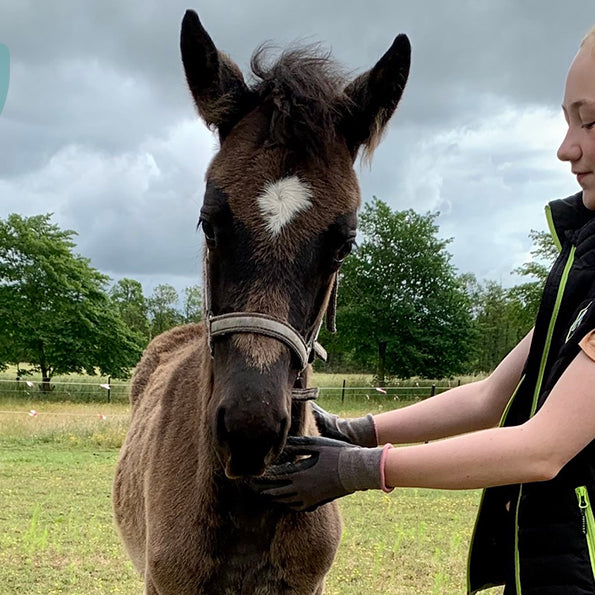 Mød Kaisa – føllet der mistede sin mor alt for tidligt