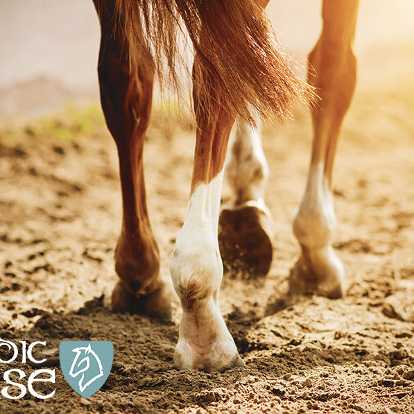 Sådan vælger du mellem vores produkter til bevægeapparatet