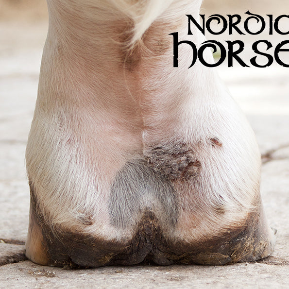 Skorper i koderne - et problem i det fugtige vejr