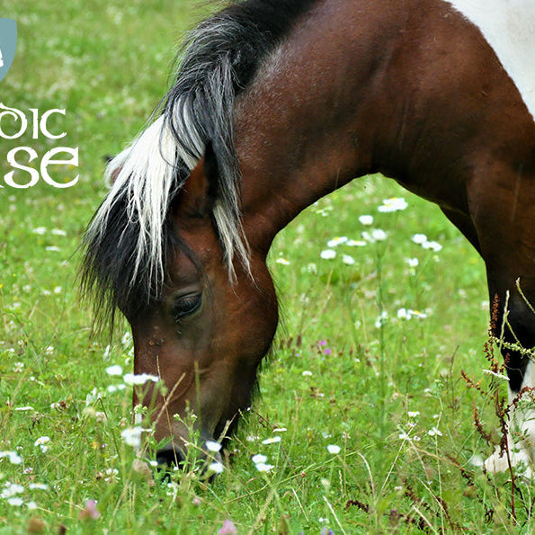 Fodring af den nøjsomme hest om sommeren