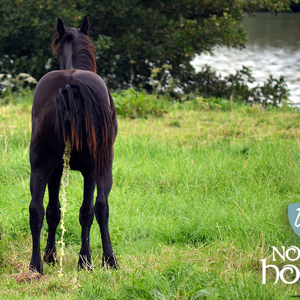 Alt om hestens nyrer
