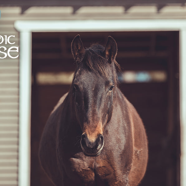 Oppustethed hos heste - et tegn på ubalance