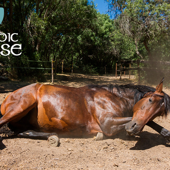 Hestens restitution - der hvor udviklingen sker