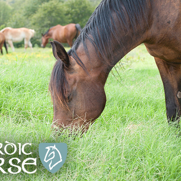 Sommergræs og gode bakterier